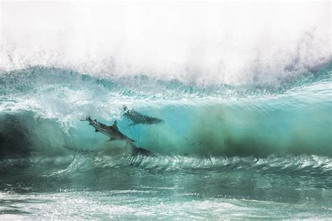 Incredible Pictures Of Sharks Surfing The Waves In Australia | Media Drum World