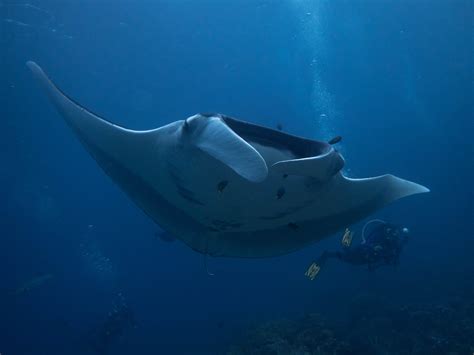 diving with giant manta rays - Costa Rica International Academy