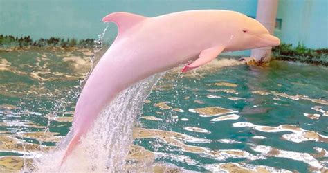 10 Rarest and Albino animals you haven’t seen - Weekly Recess