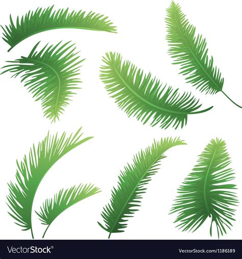 Branches palm trees Royalty Free Vector Image - VectorStock