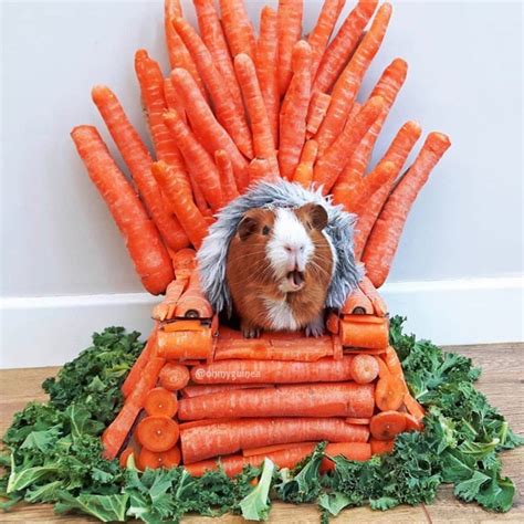 Getting ready for tonight like - Imgur | Guinea pigs funny, Pet guinea ...