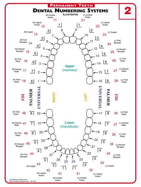 Numbering Of Teeth Diagram