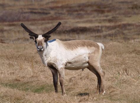 Icelandic reindeer 1 (hreindýr) | Iceland, Reindeer, Animal lover