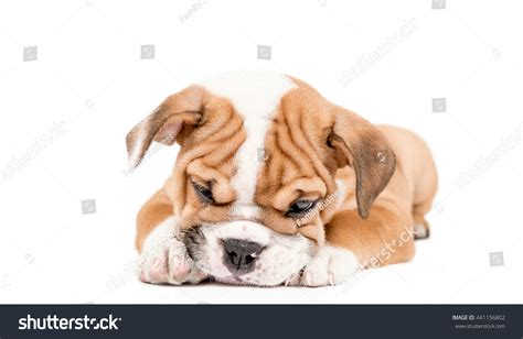 Sleepy Puppy English Bulldog Isolated On Stock Photo 441156802 ...