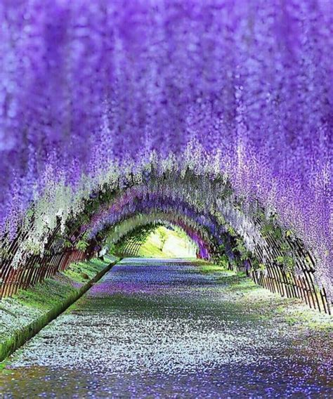 Wisteria tunnel kitakyushu japan awesome – Artofit