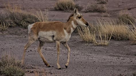 Wildlife in the Painted Desert, Arizona | From Wikipedia, th… | Flickr - Photo Sharing!