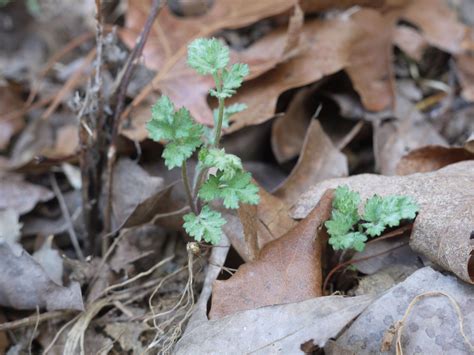 Mugwort | Identify that Plant