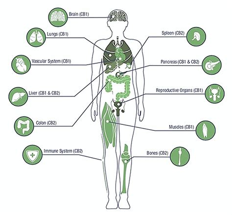 Cannabinoids effects: Do THC or CBD get you high? | by Alphagreen Team ...