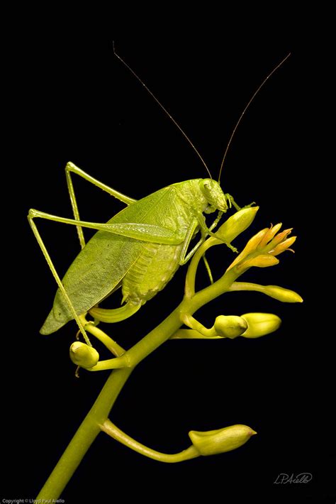 Katydid Camouflage | This Fork-Tailed Bush Katydid (Scudderi… | Flickr