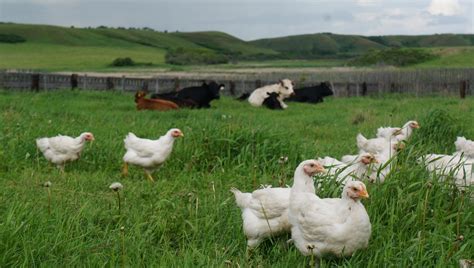 Pasture Raised - 10 Whole Chickens ($50 deposit) - The Grazing Goose