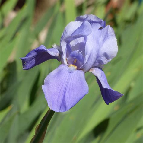 Iris Flower Changing Color - Information On Why An Iris Turns Color