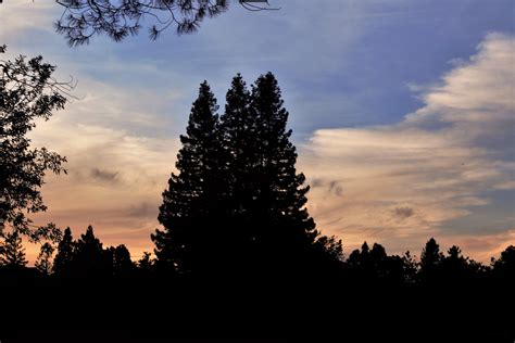 2736x1824 resolution | silhouette of trees, Trees, Dark, Sky HD wallpaper | Wallpaper Flare