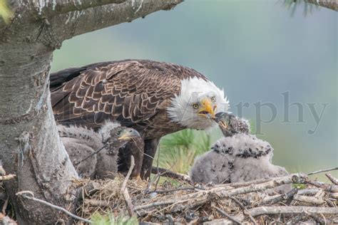 Bald Eagle Mom Feeding Chicks – Tom Murphy Photography