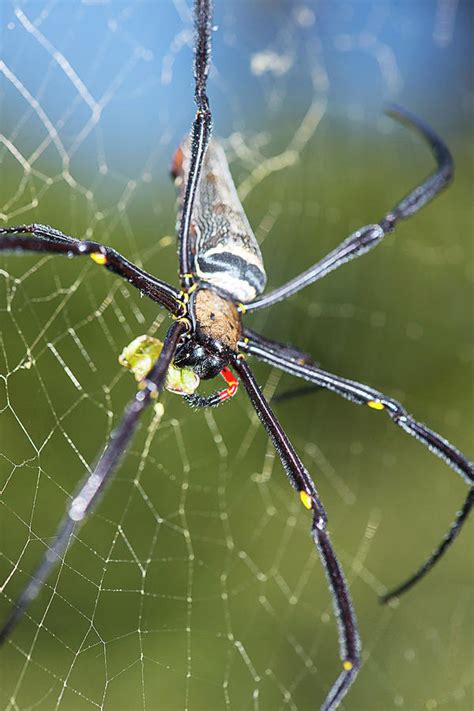 Giant Golden Orb Weaver Spider Photograph by Scubazoo/science Photo Library