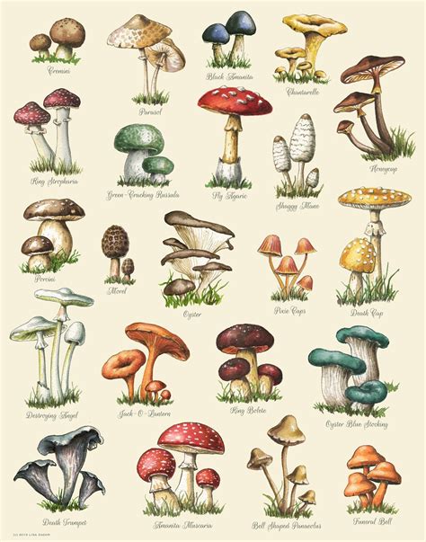 Buy Mushroom Varieties Print Food Print Mushroom Chart Online in India ...