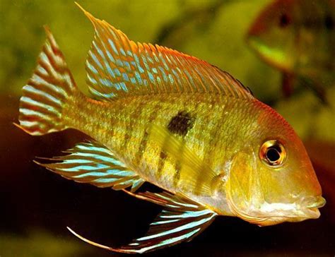 Geophagus Red Head Tapajos Fish | Arizona Aquatic Gardens