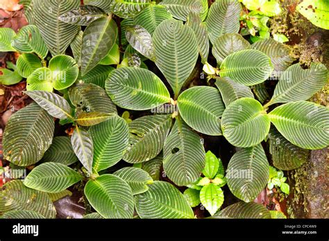 Plants with ridged leaves on the rainforest floor in Ecuador Stock ...