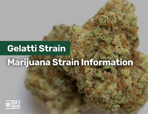 Gelatti Strain: Marijuana Strain Information