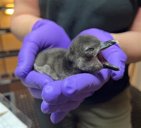 2 Baby Penguins Hatch at SF Museum - Secret San Francisco