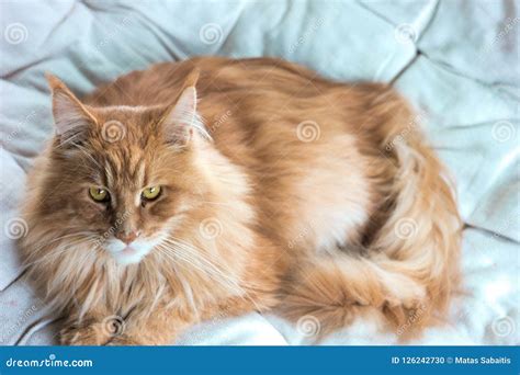 Long Hair Domestic Cat Chilling on Couch Stock Photo - Image of kitty ...