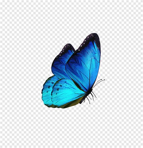 Butterfly Insect, butterfly, blue, insects png | Blue butterfly tattoo ...