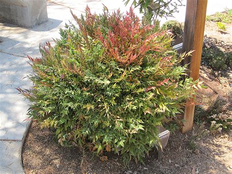 Harbour Dwarf Nandina (Nandina domestica 'Harbour Dwarf') in Oklahoma City Edmond Norman Moore ...