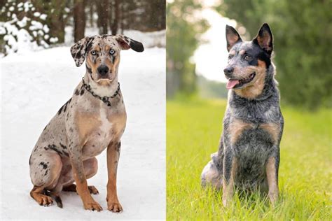 Catahoula Heeler (Catahoula & Blue Heeler Mix) Info, Pictures, Facts, FAQs & More