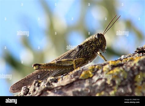 Migratory locust hi-res stock photography and images - Alamy