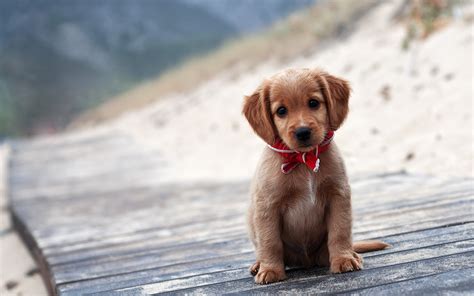 Cute Puppy Wallpapers for Desktop (58+ images)