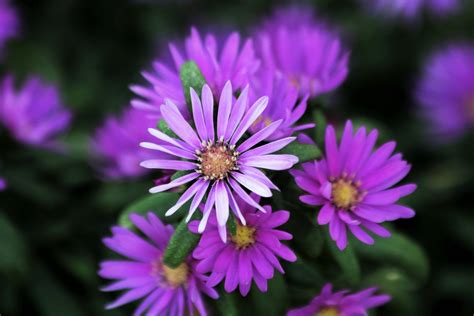 Purple Asters Close-up 2 Free Stock Photo - Public Domain Pictures