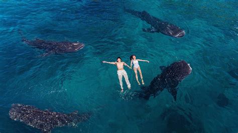 Cebu Oslob Whale Shark Diving - Images | Amashusho