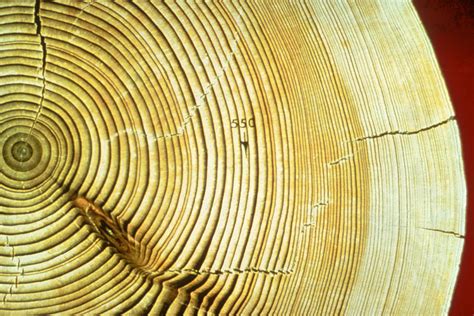 Tree Rings | Center for Science Education