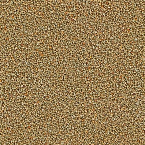 Perilla seeds – Free Seamless Textures - All rights reseved