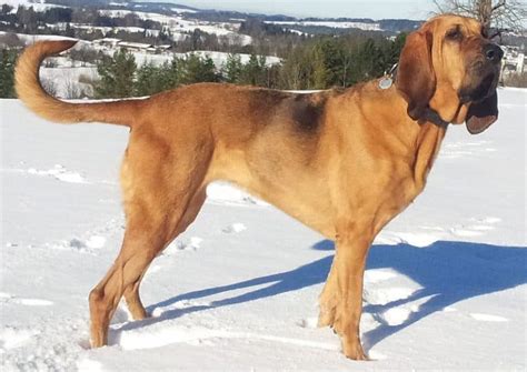 Bloodhound Dog Breed Info: Everything You Need to Know - K9 Web