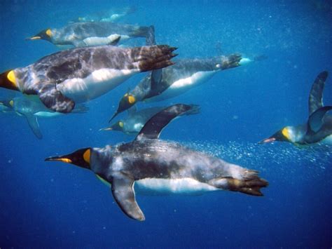 Marine animals explore the ocean in similar ways — Australian Antarctic Program (News 2018)