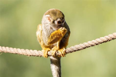 Baby Common Squirrel Monkey Eats a Snack while Sitting on a Rope Above Stock Photo - Image of ...