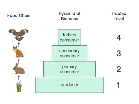 Show the pyramid of biomass.