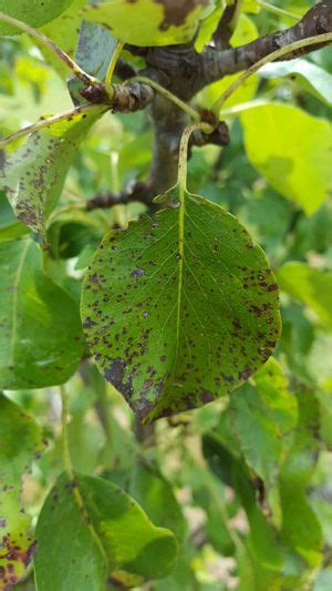 Pear Scab | Pests & Diseases