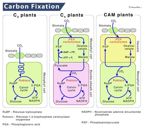 Carbon Fixation in Photosynthesis: Definition and Process