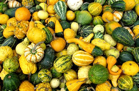 Different Types of Gourds - New England Today