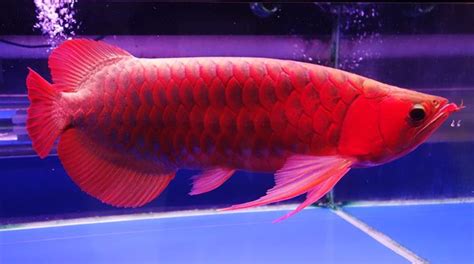 Platinum Arowana - The Most Expensive Fish In The World