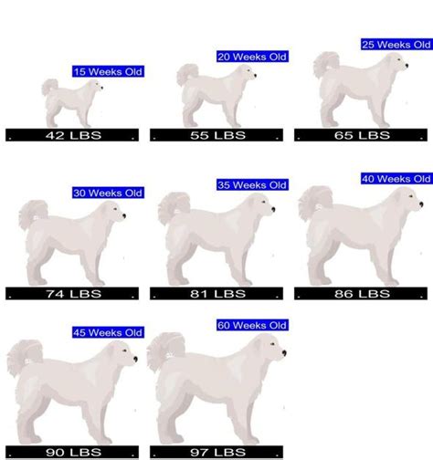 How Much Should Great Pyrenees Weigh? Great Pyrenees Weight Calculator.