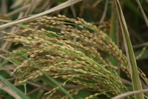 Sri Lankan rice cultivation in Paddy Fields