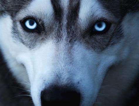 Siberian Husky Eyes (Husky Eye Colors, Problems & Care)