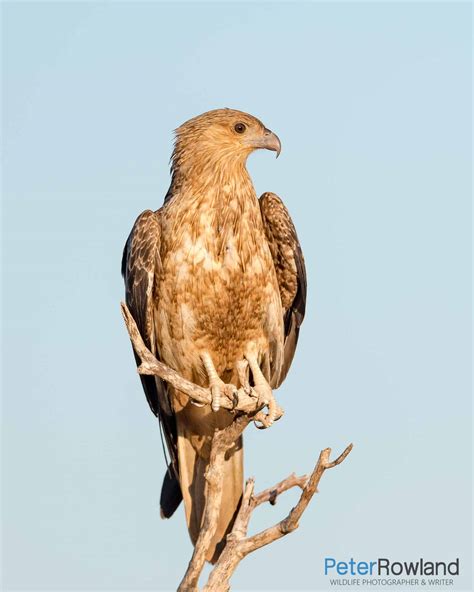 Black Kite Factsheet - Peter Rowland Photographer & Writer