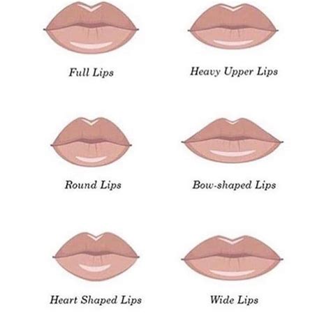 lips afbeelding | Types of lips shape, Lip shapes, Lip types