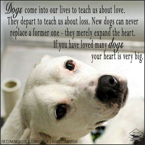 Dogs come into our lives... I Love Dogs, Puppy Love, Cute Dogs, Animal ...