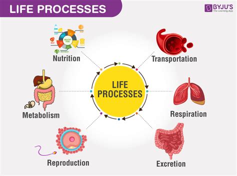 Life processes - Types Of Life processes in Plants and Animals