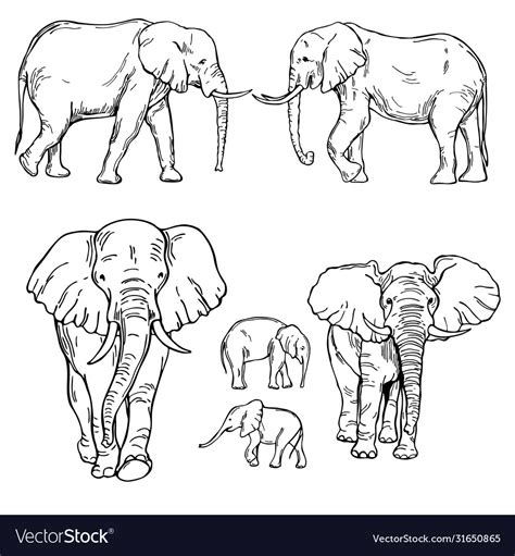 Hand drawn elephants sketch Royalty Free Vector Image