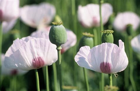 Opium Poppy Flowers And Seed Heads Photograph by Philippe Psaila/science Photo Library - Pixels